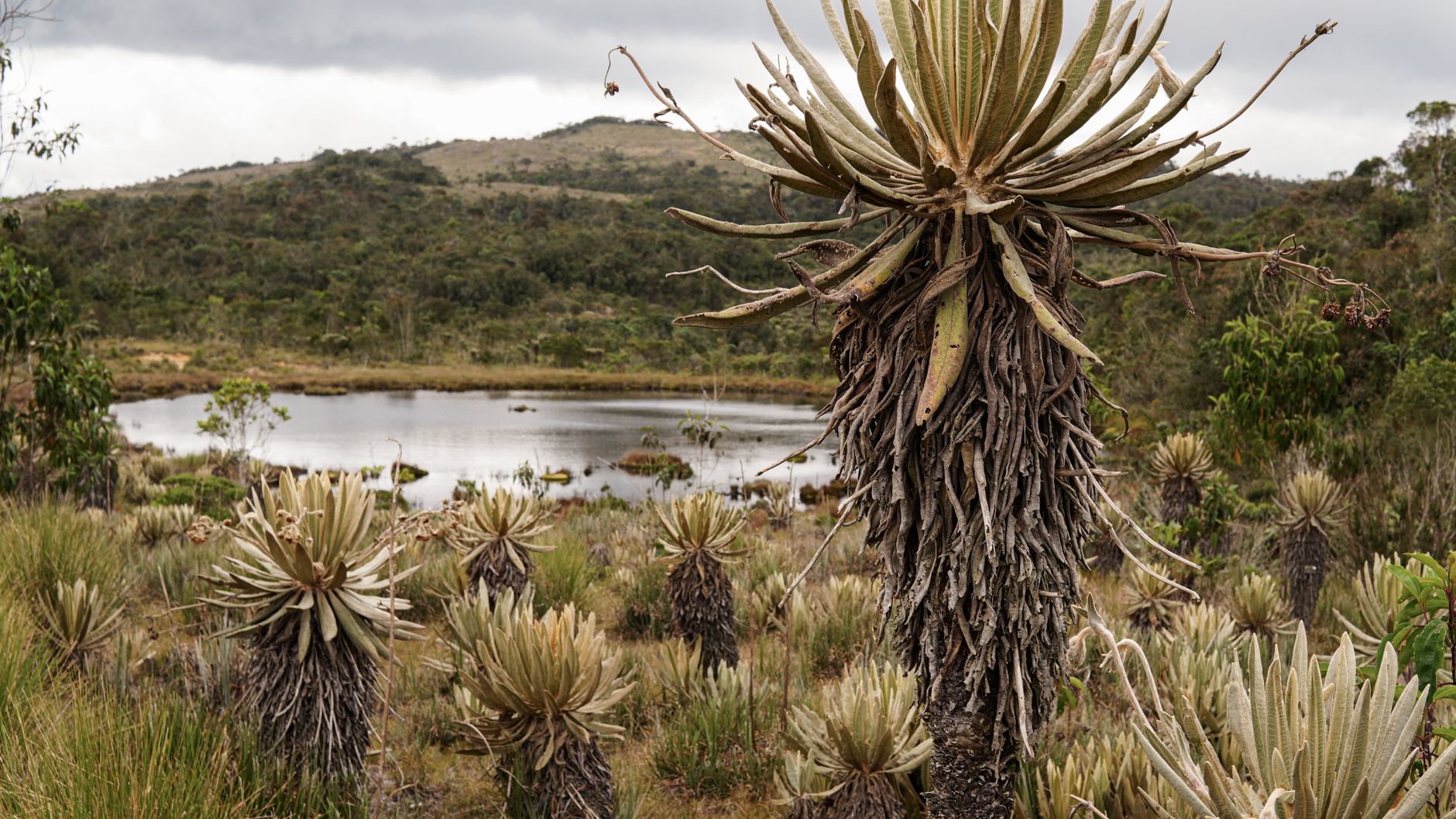 Environmental Crisis Strikes Wilcacocha Lagoon